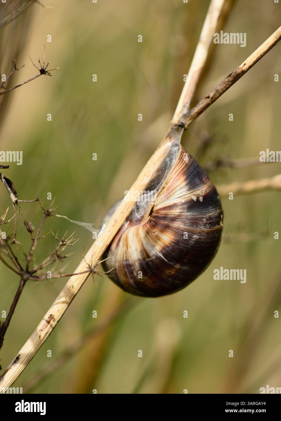 Garden snail Cornu aspersum aestivating on a dry plant stem amid hot summer conditions, snail aestivation Stock Photo