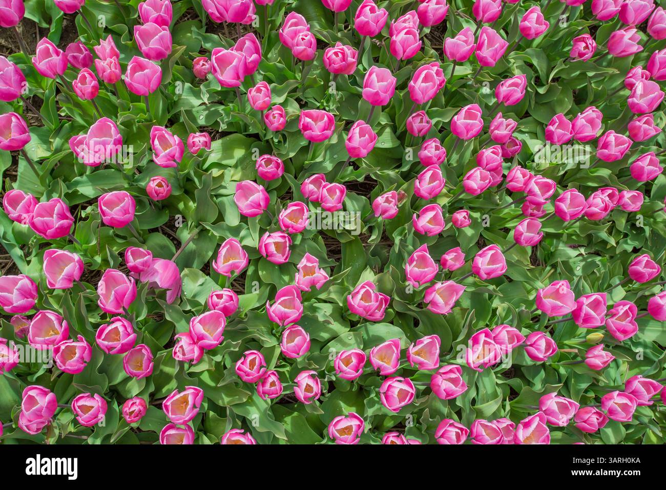 Beautiful background of pink roses Stock Photo - Alamy