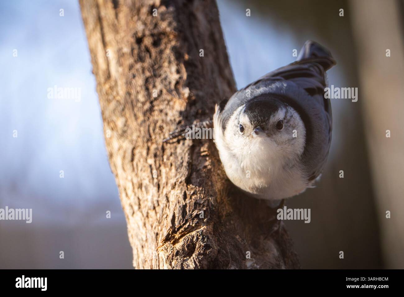 White-breasted nuthatch foraging for food on a cold winter morning. Stock Photo