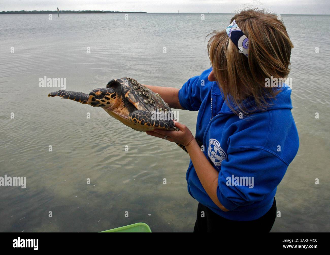 Turtle Thursday Jan. 21, 2010 - Dunedin, Florida, USA - JIM DAMASKE | Times.NP 317572 ...