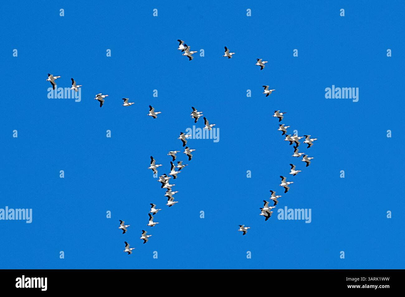 Palm Springs, California, USA. 3rd Mar, 2025. A flock of American White ...