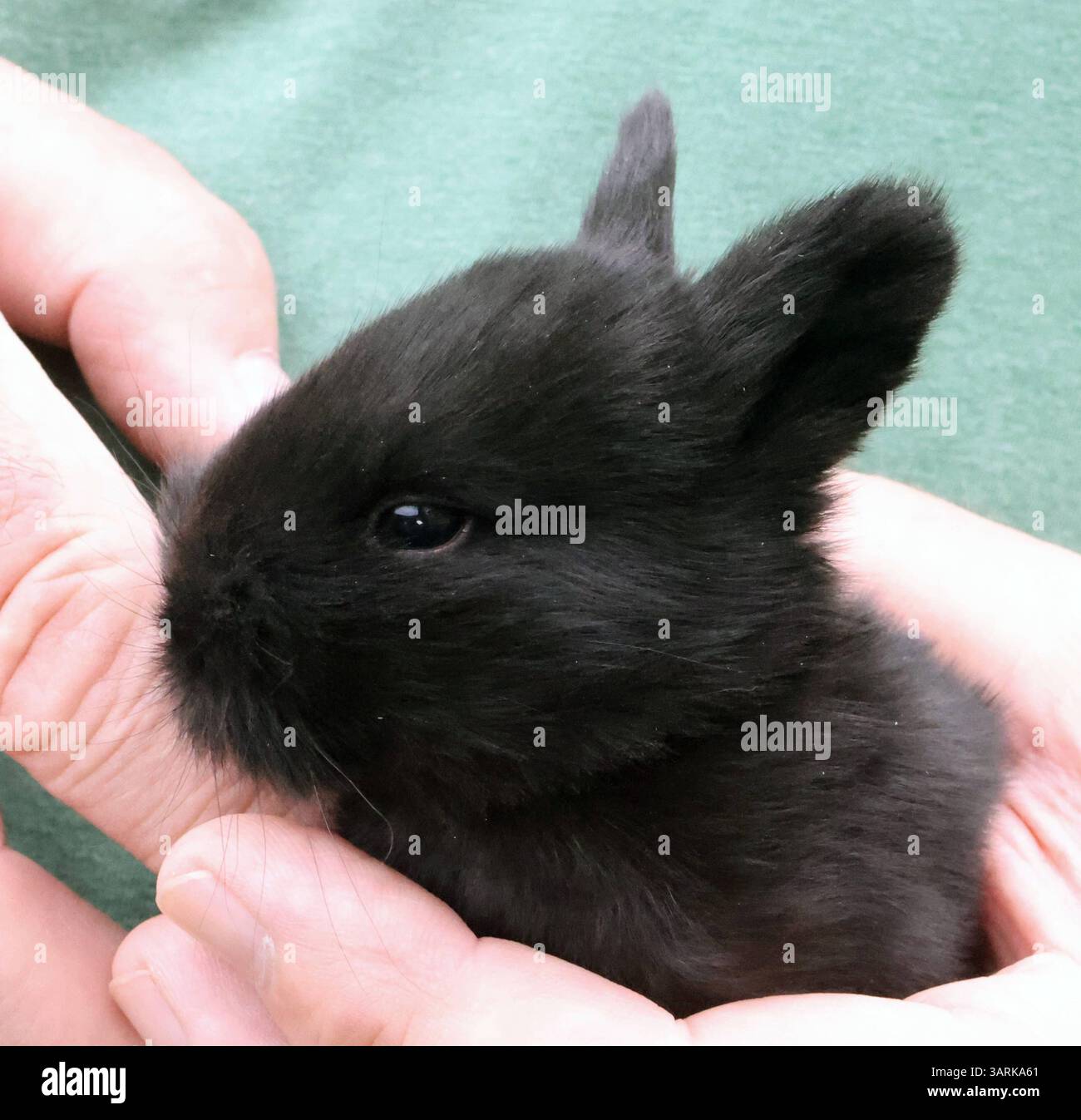 17.04.2025 Sachsen Anhalt Sachsen-Anhalt Bennstedt die Kleintierzüchter ...