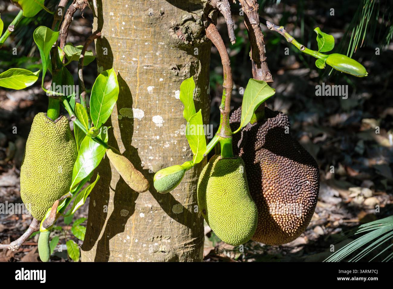 Jackfruit or jaca tree widely cultivated in tropical regions, India ...
