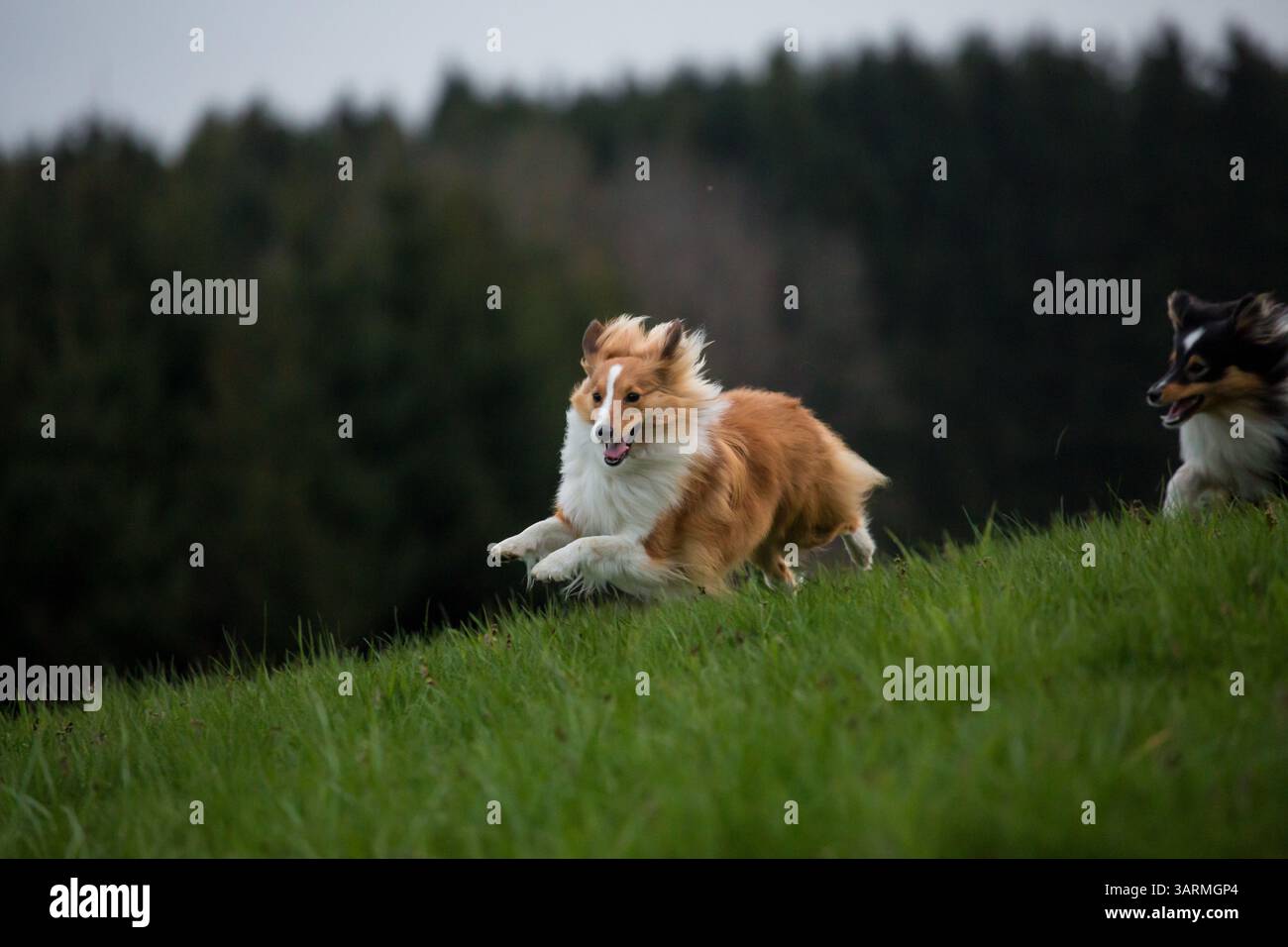 Shetland Sheepdogs playing Stock Photo
