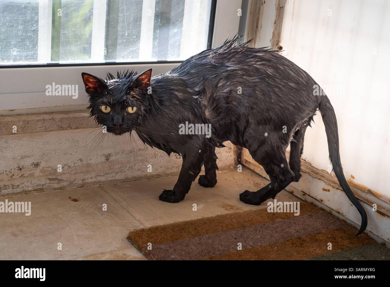 Image showcasing Angry black cat soaked and wet after bath, looking displeased and upset ...