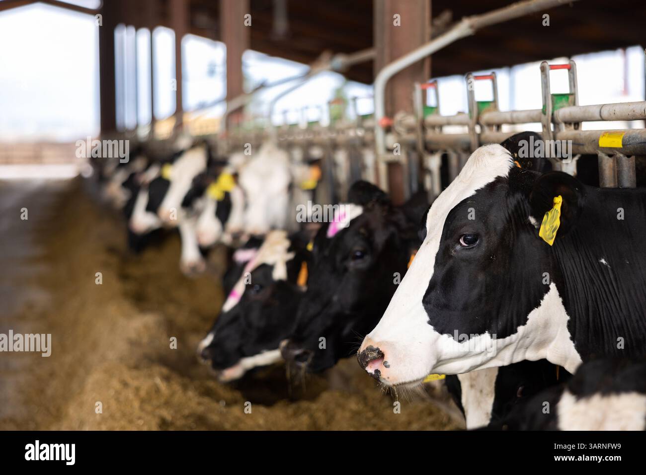 Cowshed at dairy farm with herd of milking cows Stock Photo - Alamy