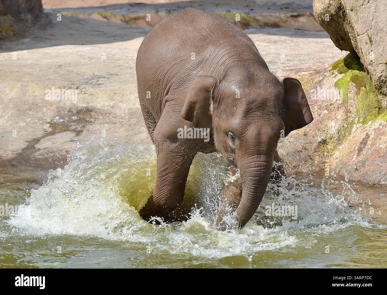 June 7, 2013 - Liverpool, England, United Kingdom - Elephants at ...