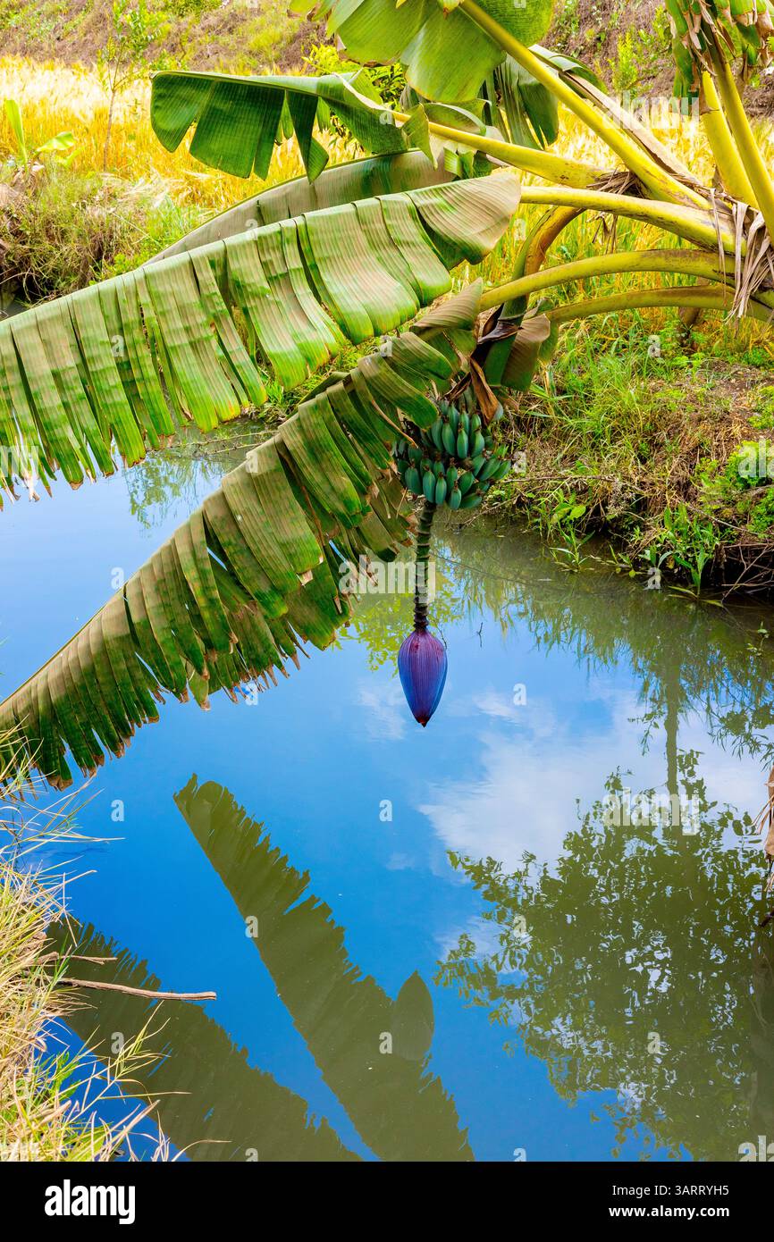 Willow tree illustration hi-res stock photography and images - Alamy