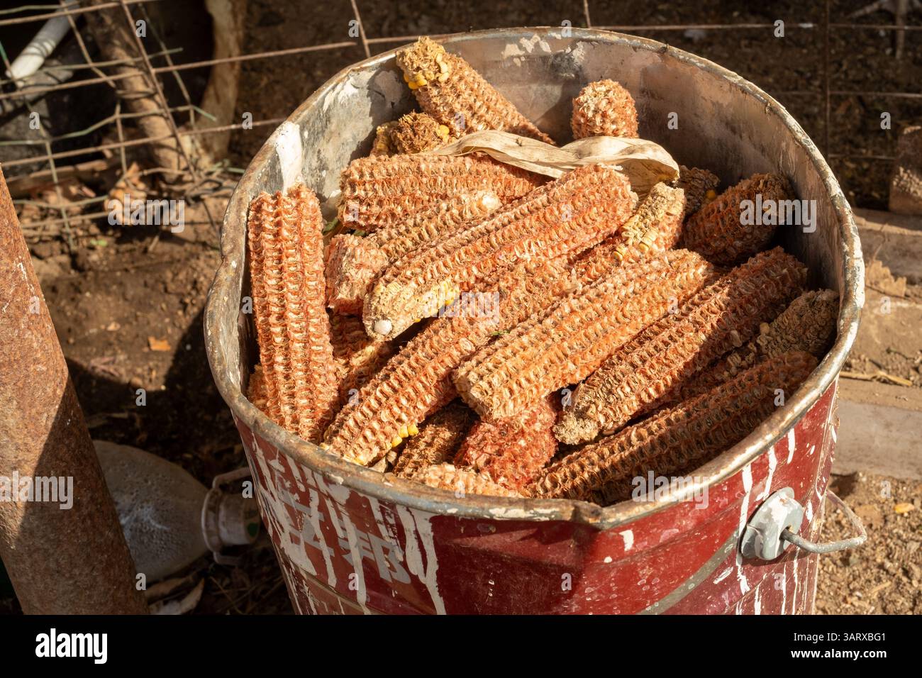 A farmer's chicken pen in a mountain village in Beijing, China. 15-Apr-2025 Stock Photo