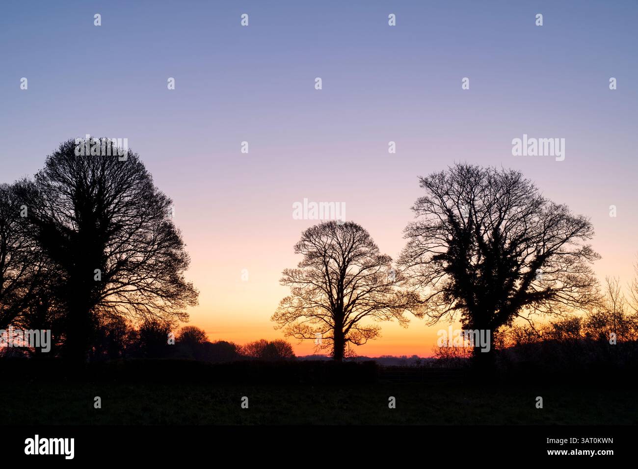 Silhouette trees at dawn. Northamptonshire. UK Stock Photo