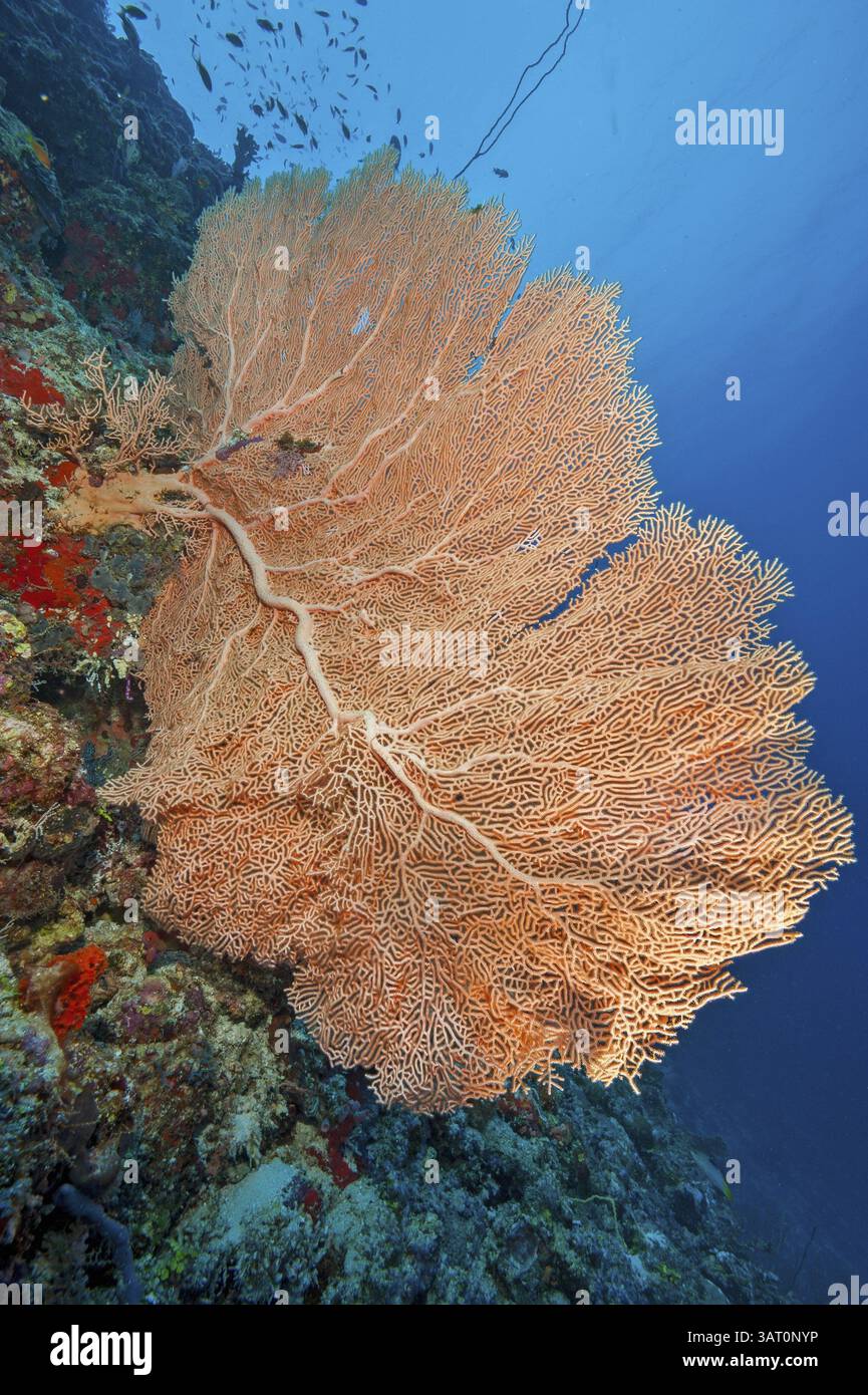 Large fan coral (Annella mollis) growing on steep wall drop off of ...