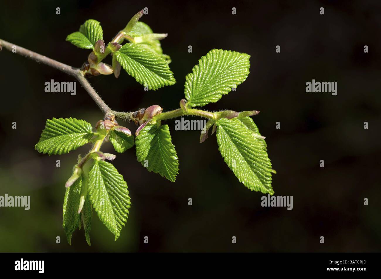 Green sprout costume hi-res stock photography and images - Alamy