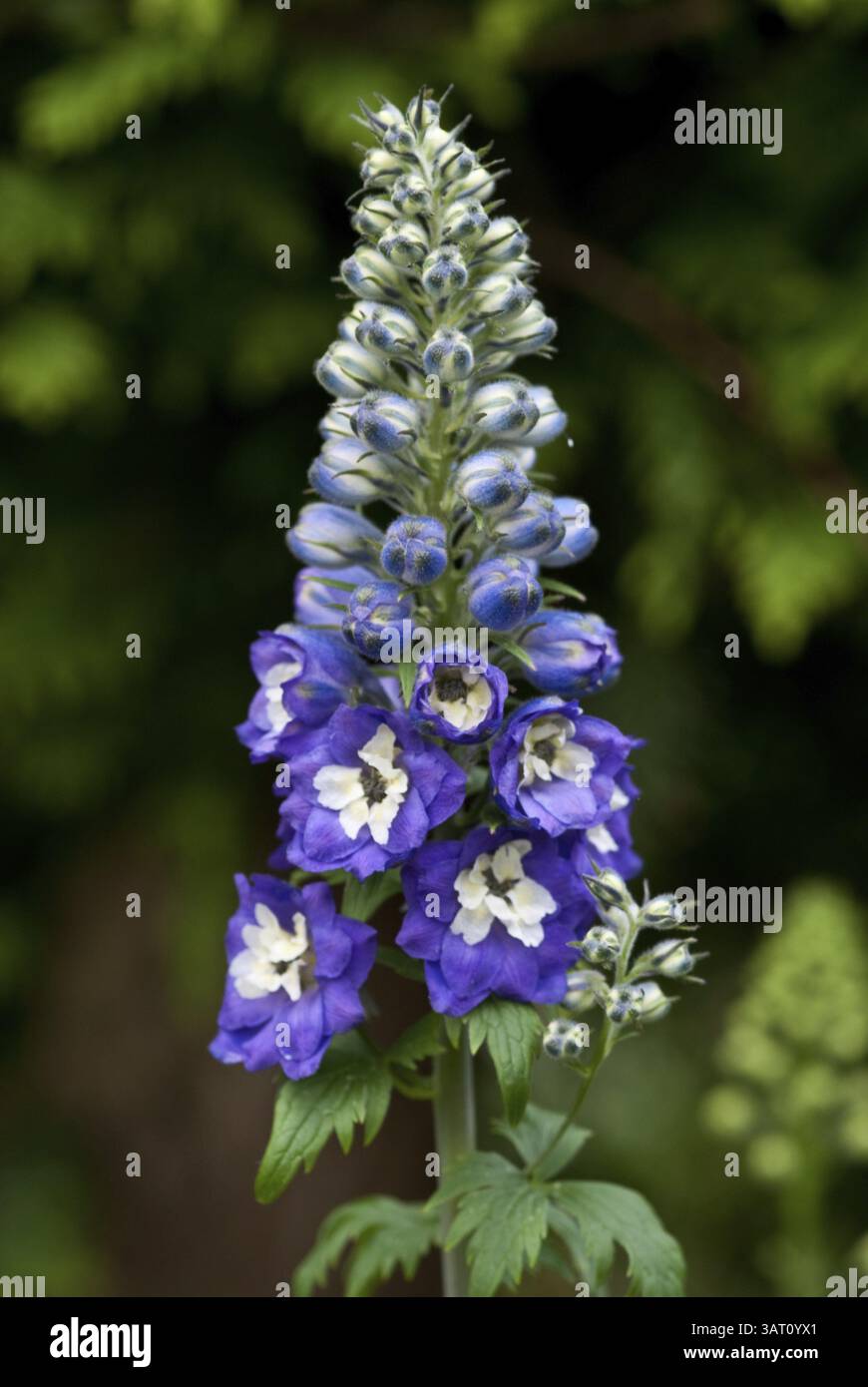 Delphinium elatum hybrids hi-res stock photography and images - Alamy