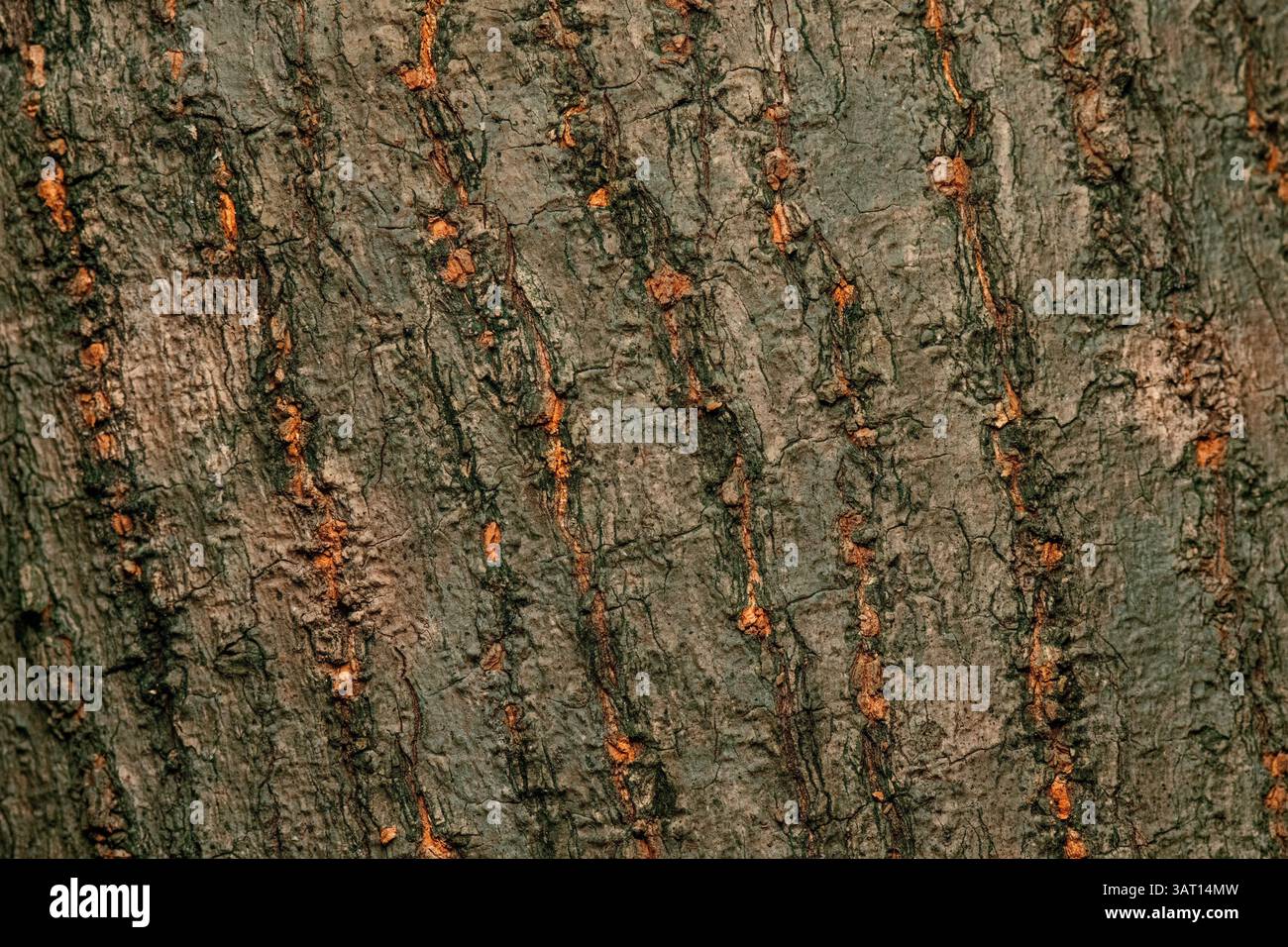 The Rosewood tree, scientifically known as Dysoxylum fraserianum, is a medium to large evergreen tree native to the subtropical and dry rainforests al Stock Photo