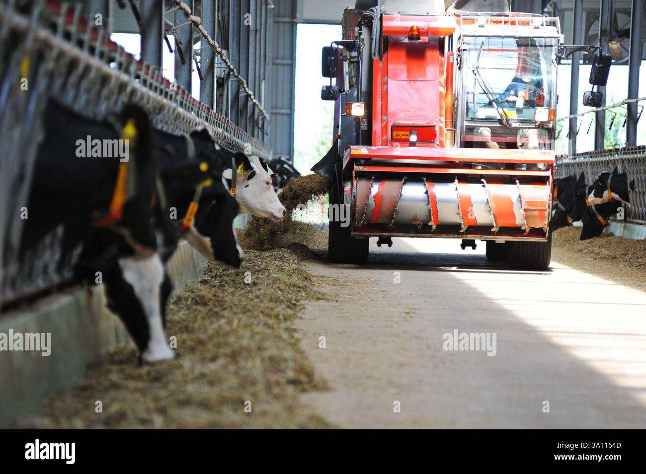 Cow feeding system hi res stock photography and images Alamy Cow feeding system hi res stock photography and images Alamy