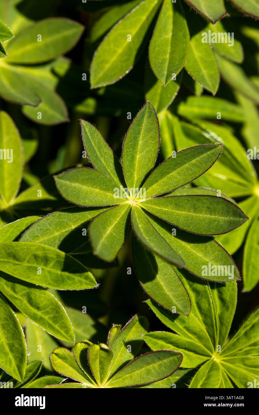 Close up details various small hi-res stock photography and images - Alamy
