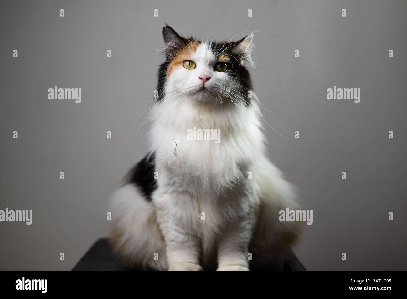 A calico long-haired cat sitting facing camera Stock Photo