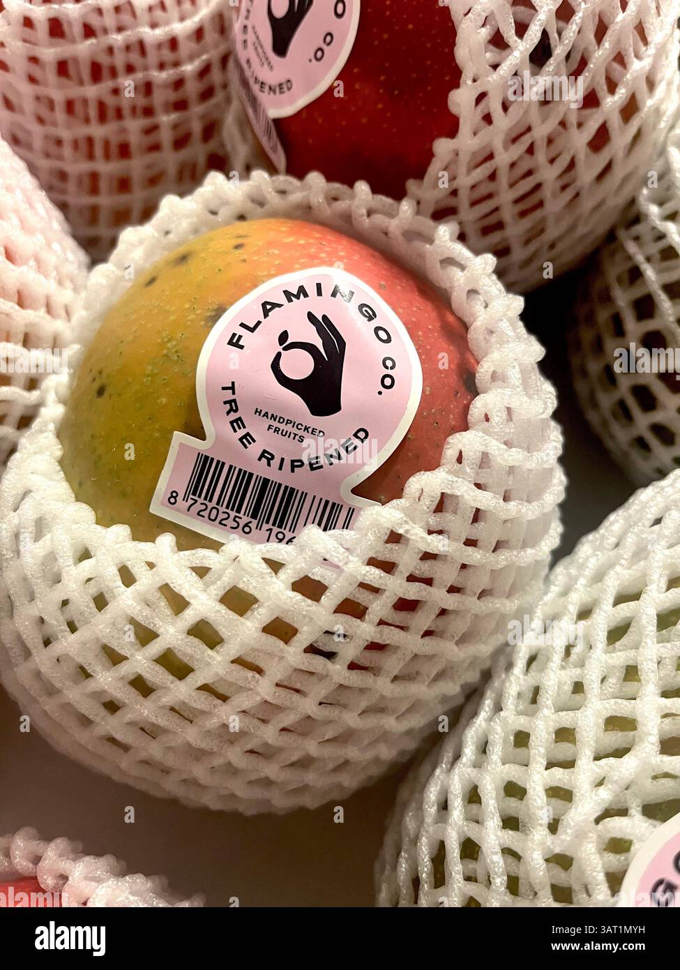 Close-up of a single premium, tree-ripened mango wrapped in protective netting, prepared for export and high-end retail display, Flamingo Co. Kenya - Smartphone Captured Stock Image