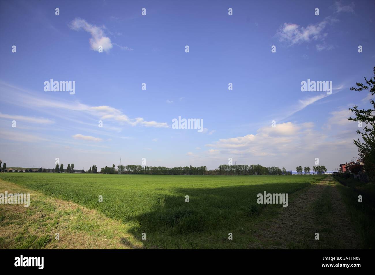 Corner of a cultivated field that stretches to a grove in the distance in the italian countryside at sunset Stock Photo