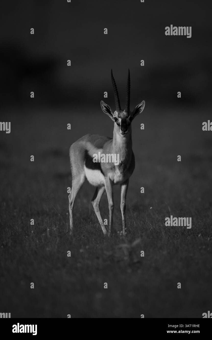 Mono Thomson gazelle on grass facing camera Stock Photo - Alamy