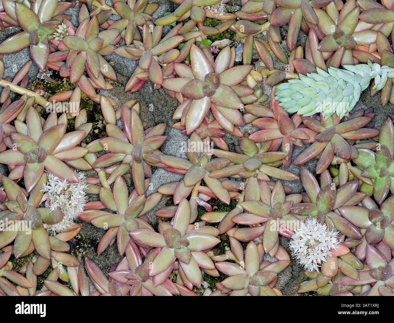 Succulent plant fat plant hi-res stock photography and images - Page 11 -  Alamy