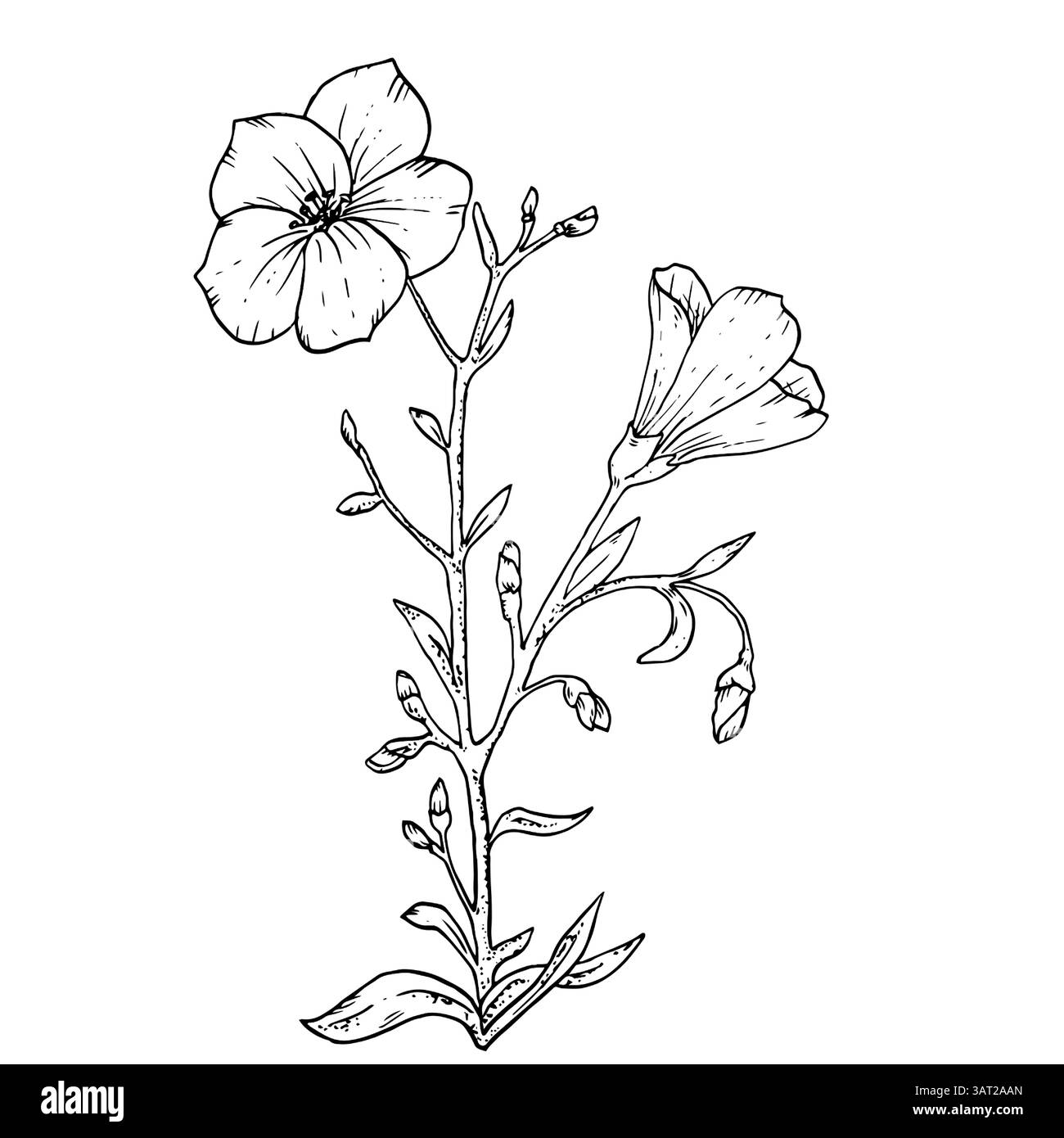 Wildflower with leaves and buds, black and white vector illustration.Blooming meadow flowers and grasses, isolated on a white background. Bindweed and Stock Vector