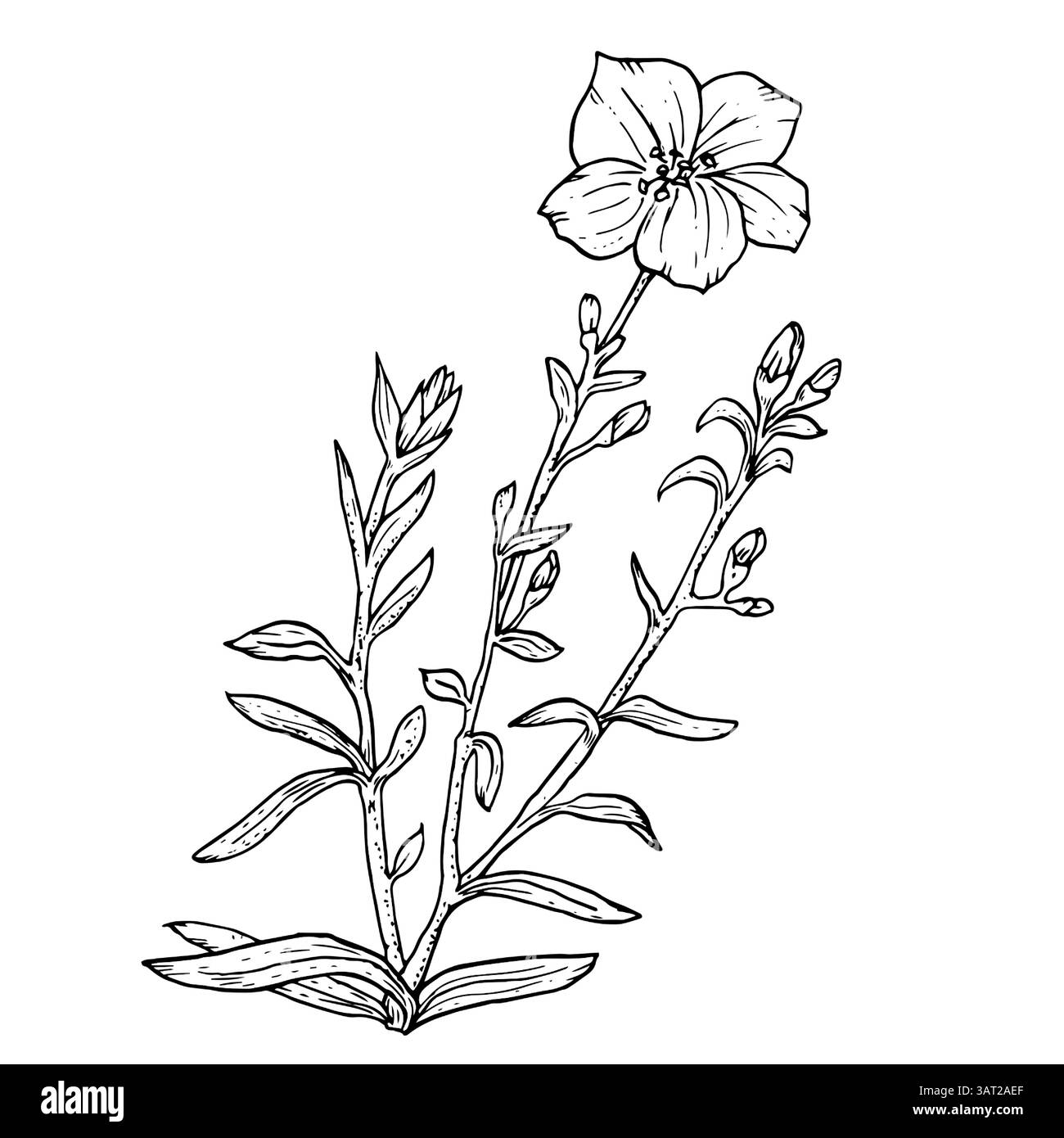 Wildflower with leaves and buds, black and white vector illustration.Blooming meadow flowers and grasses, isolated on a white background. Bindweed and Stock Vector