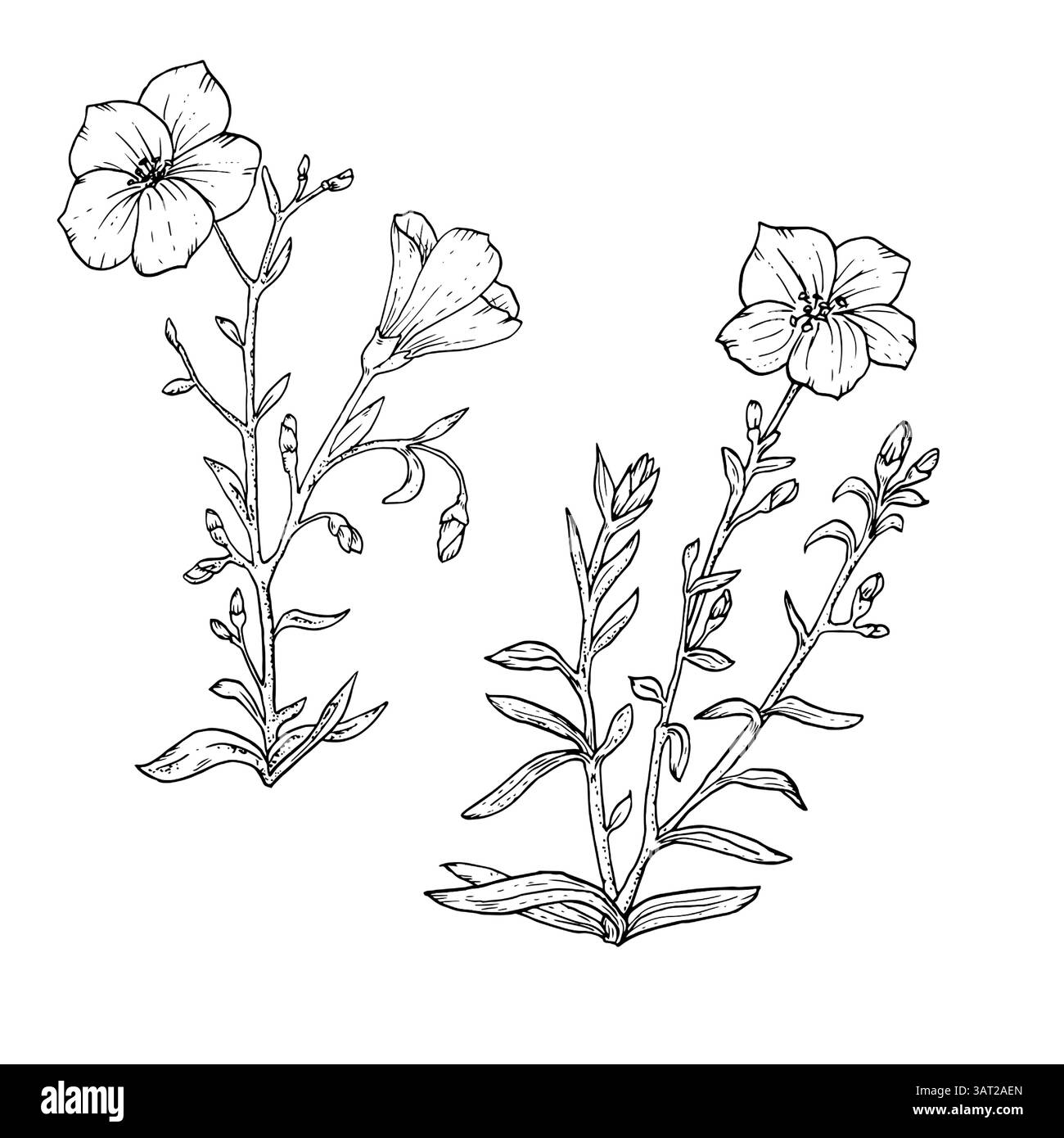 Wildflower with leaves and buds, black and white vector illustration. A set of blooming meadow flowers and grasses highlighted on a white background. Stock Vector
