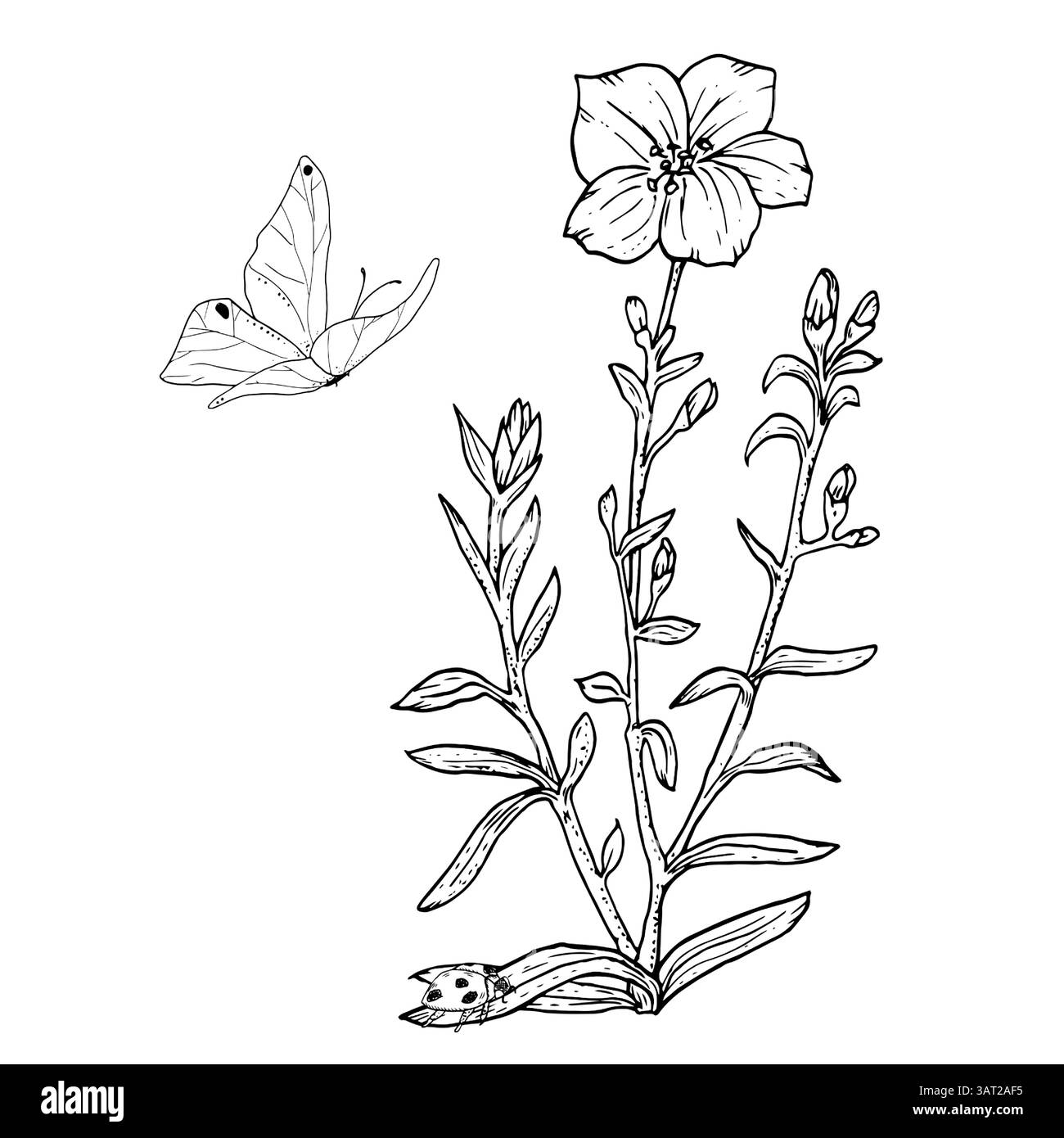 A wildflower with leaves and butterfly. Black and white vector illustration. Beadow flowers and grasses, fluttering butterflies isolated on a white ba Stock Vector