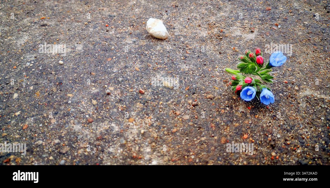 Delicate blue flower with pink buds resting on a gritty asphalt surface, contrasting nature and urban texture. - Smartphone Captured Stock Image