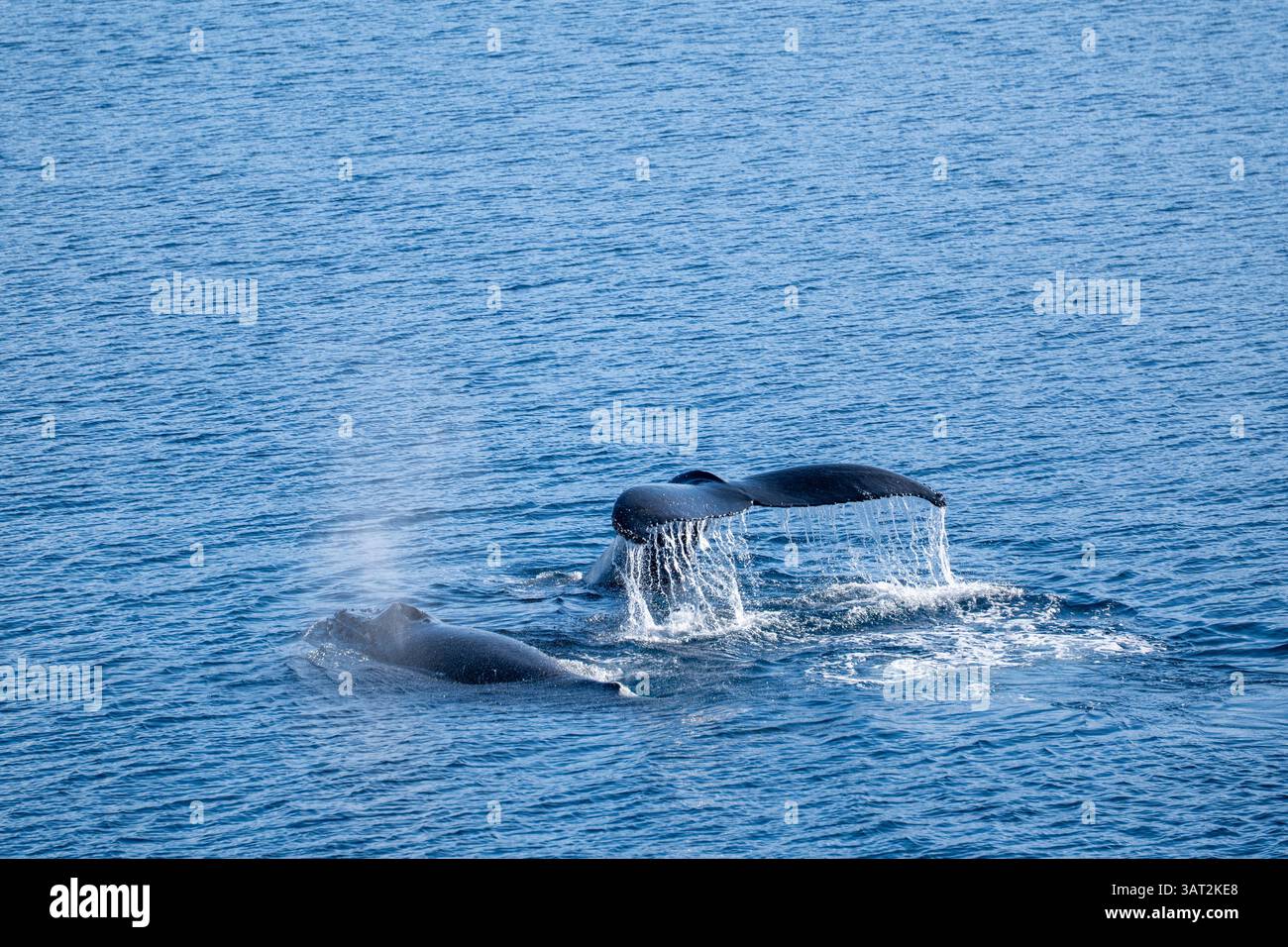 View of humpback whales diving in the ocean with blue water. Sou Stock ...