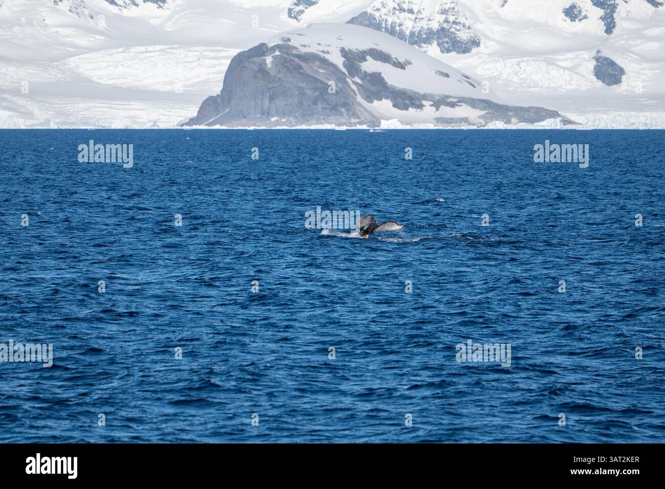 View of humpback whales diving in the ocean with blue water. Sou Stock ...