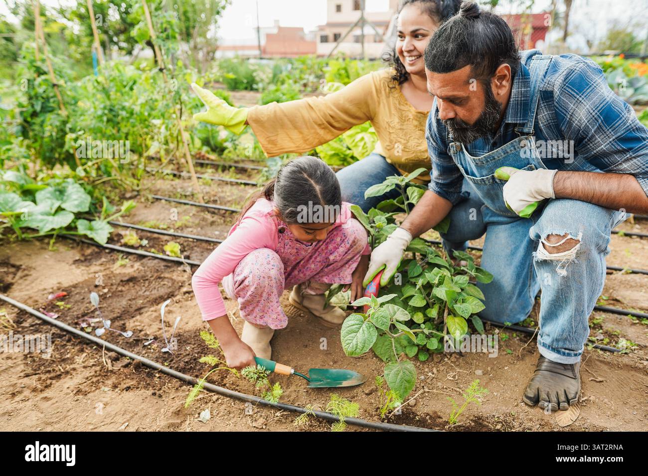 Indian family picking up organic vegetables from house garden outdoor ...