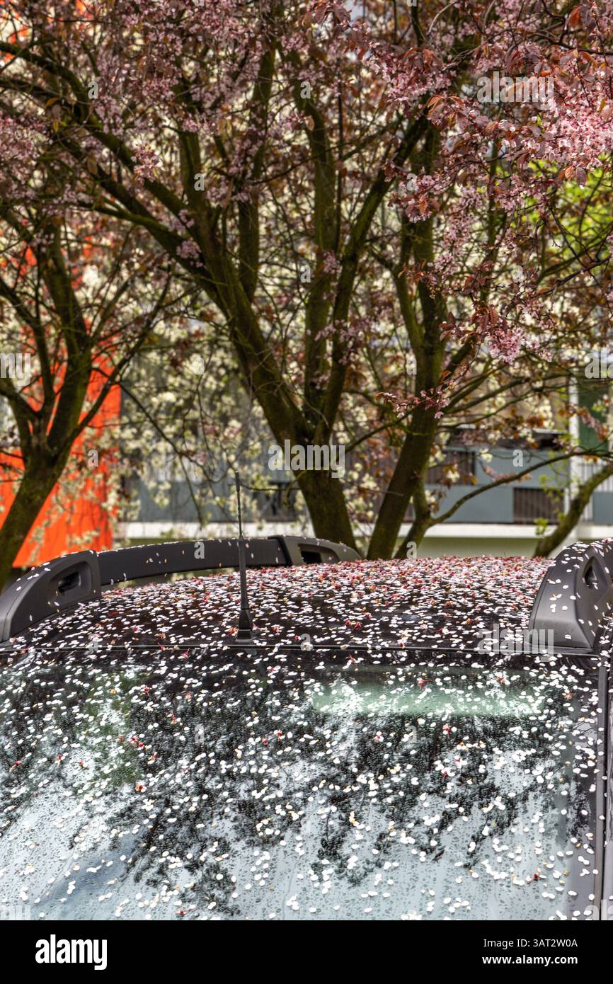Blooming trees, colorful flowers on the bodywork, dirty cars in the city Stock Photo