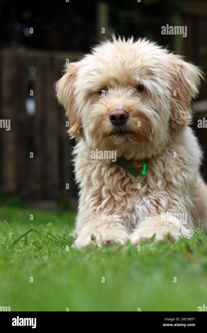 Cute Labradoodle puppy sitting on the grass in the garden Stock Photo