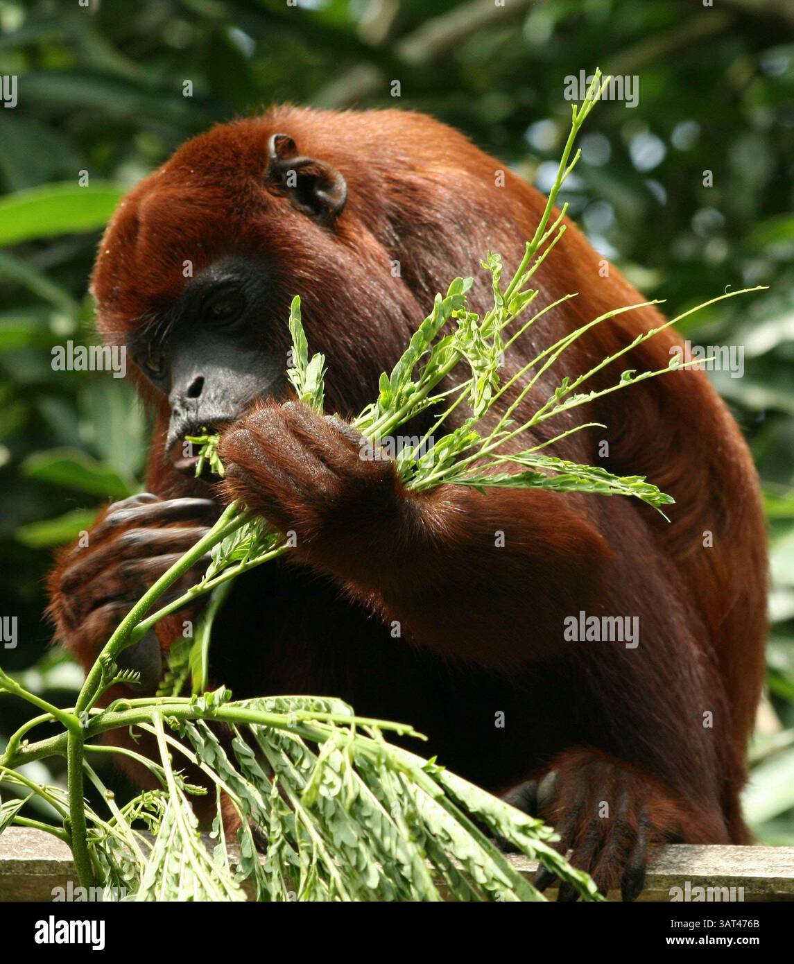 Diversidad especies hi-res stock photography and images - Alamy