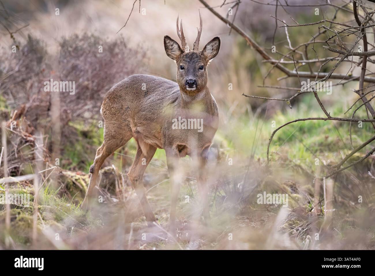 Roe deer male scotland hi-res stock photography and images - Alamy
