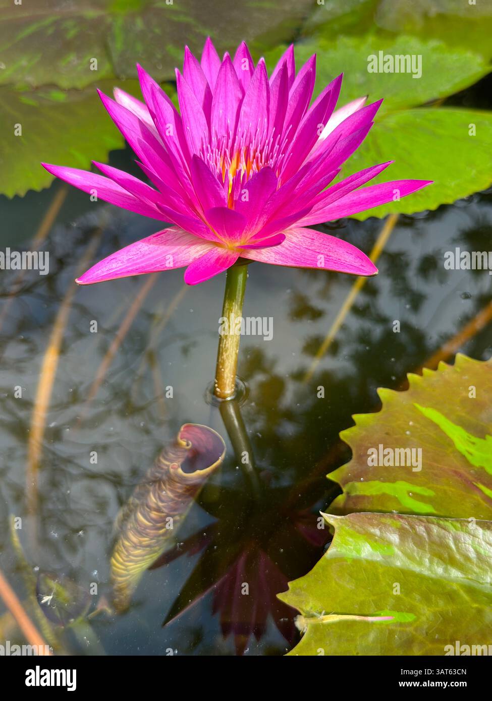 The radiant pink water lily floats serenely, displaying its intricate details. - Smartphone Captured Stock Image