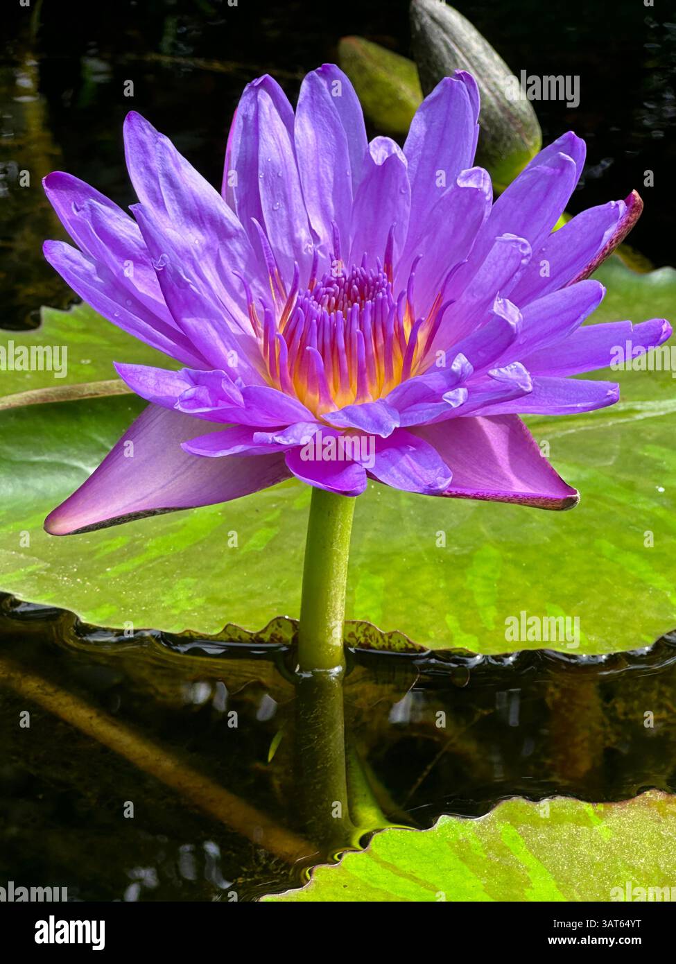 The radiant pink water lily floats serenely, displaying its intricate details. - Smartphone Captured Stock Image