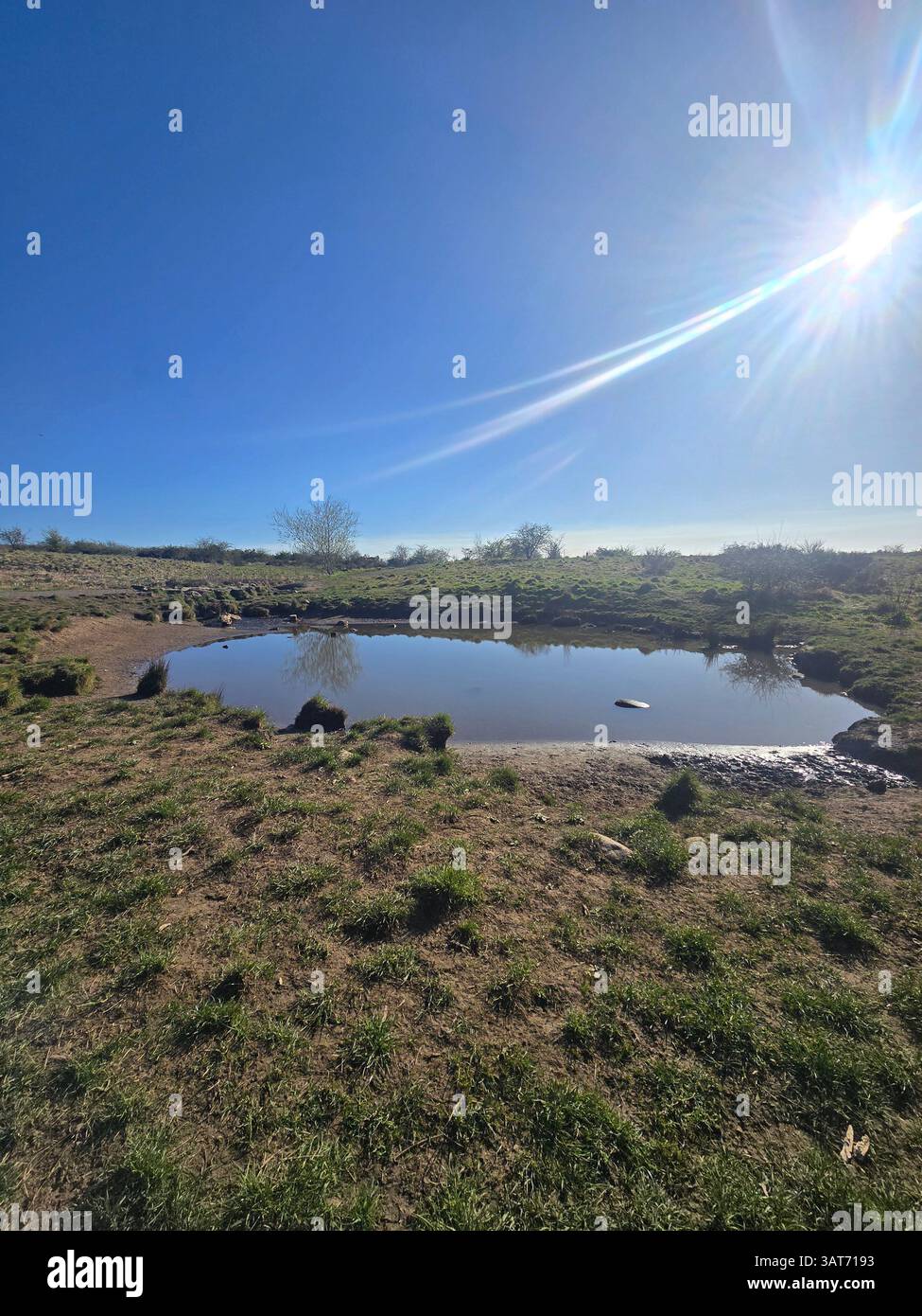 Sunlight gleams on a still pool in Cathkin Braes, Glasgow. Brown and green grasses frame the water under a clear blue sky. A peaceful, outdoor scene. - Smartphone Captured Stock Image