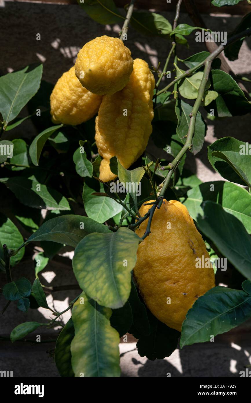 Citron, Citrus medica, historically cedrate, is a large fragrant citrus fruit with a thick rind. . Stock Photo