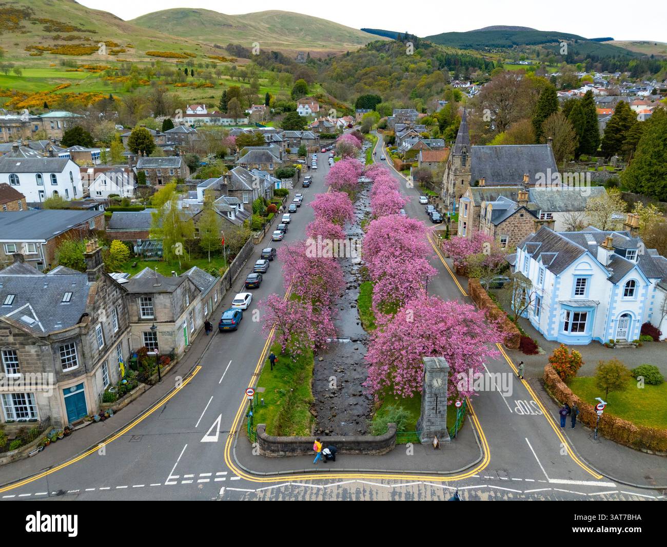 Cherry blossom in full bloom at Burnside in Dollar, Clackmannanshire, Scotland UK Stock Photo