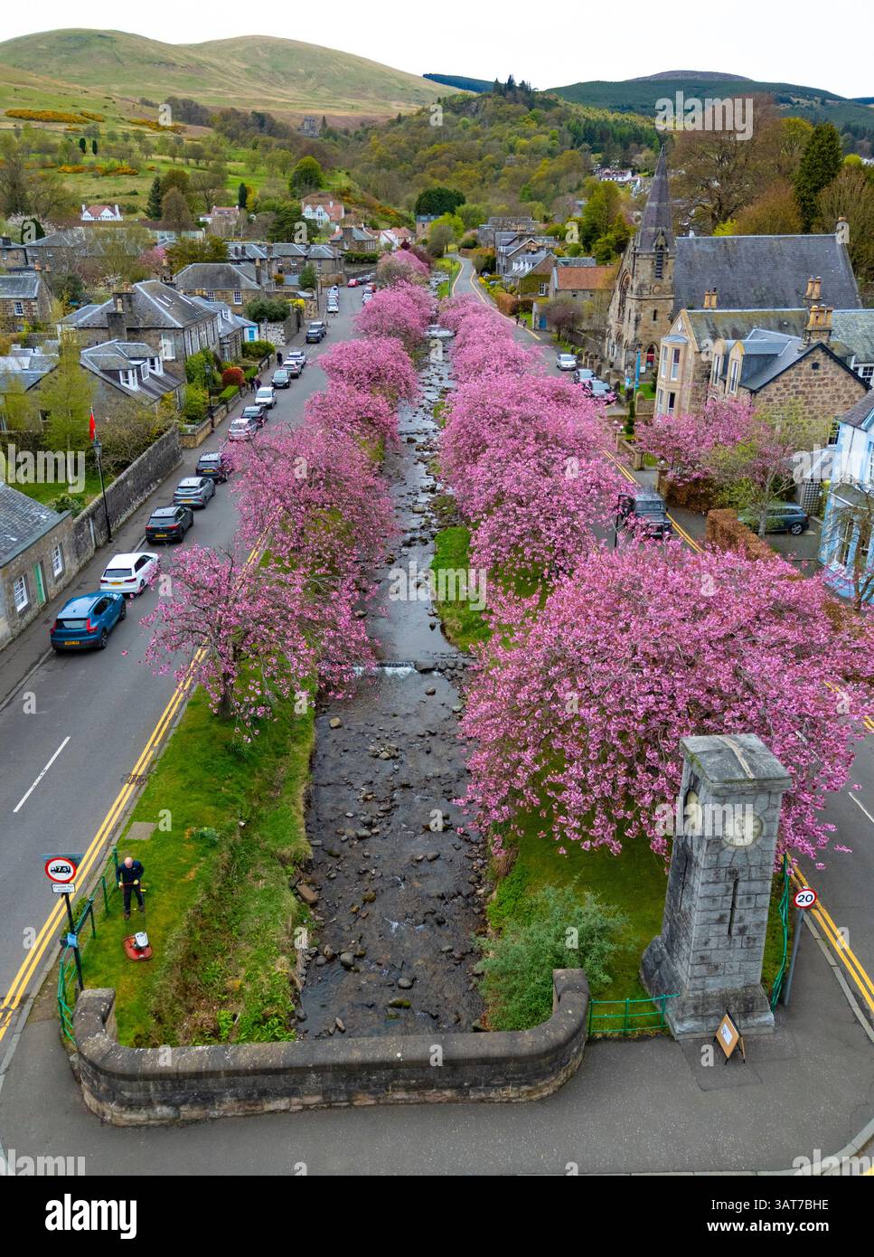 Cherry blossom in full bloom at Burnside in Dollar, Clackmannanshire, Scotland UK Stock Photo