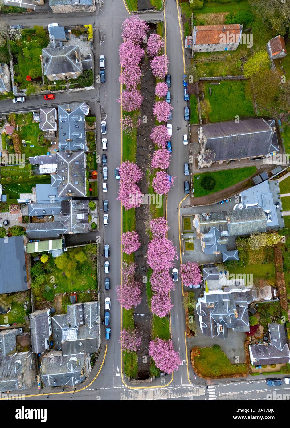 Cherry blossom in full bloom at Burnside in Dollar, Clackmannanshire, Scotland UK Stock Photo