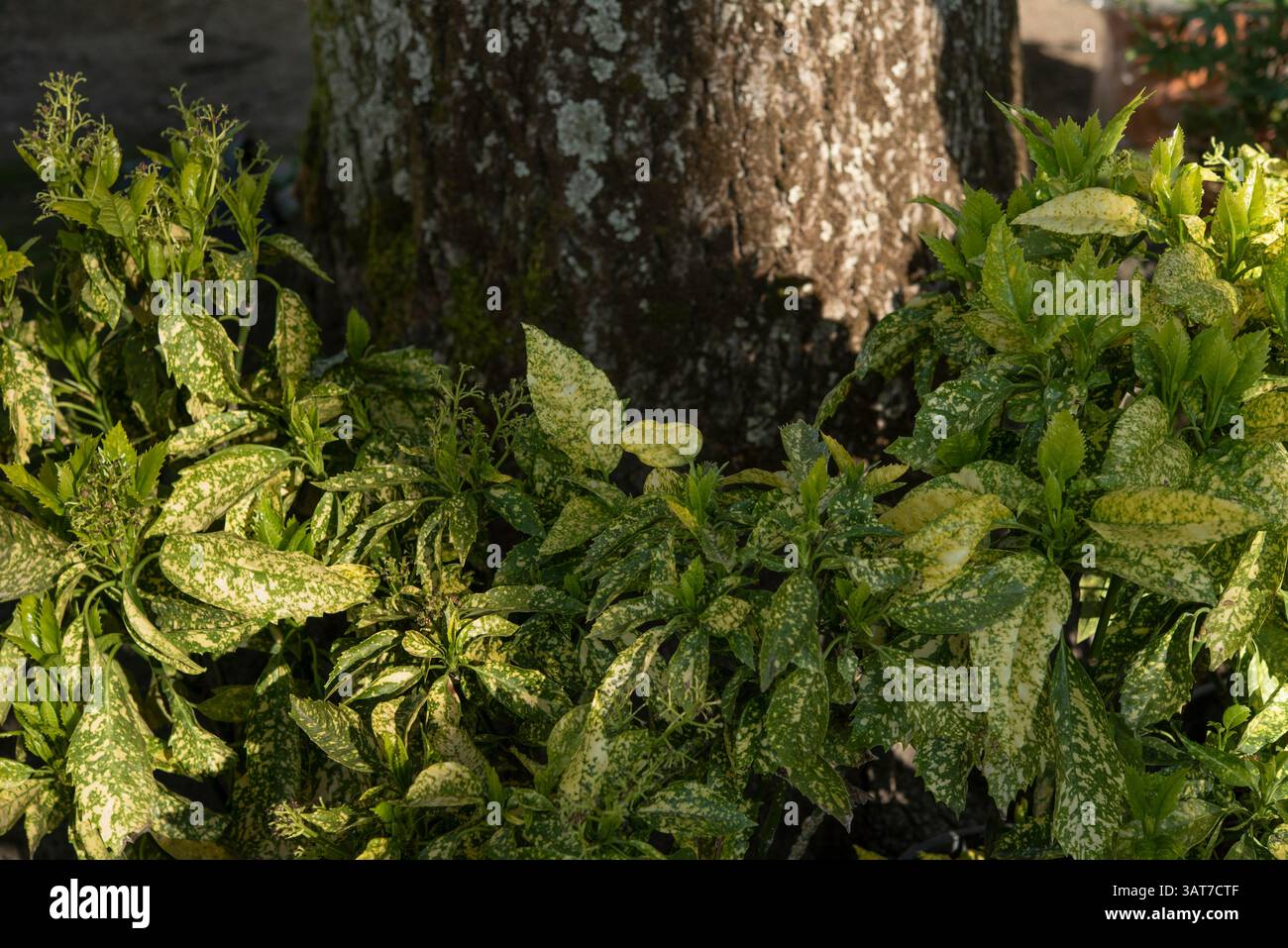 Moist soils hi-res stock photography and images - Alamy