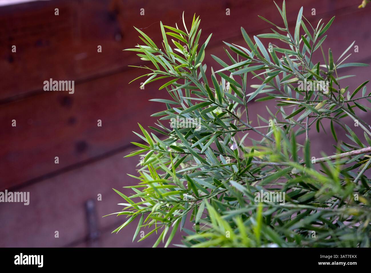 thuja antiviral Hahnemann Pharma Thuja Ointment