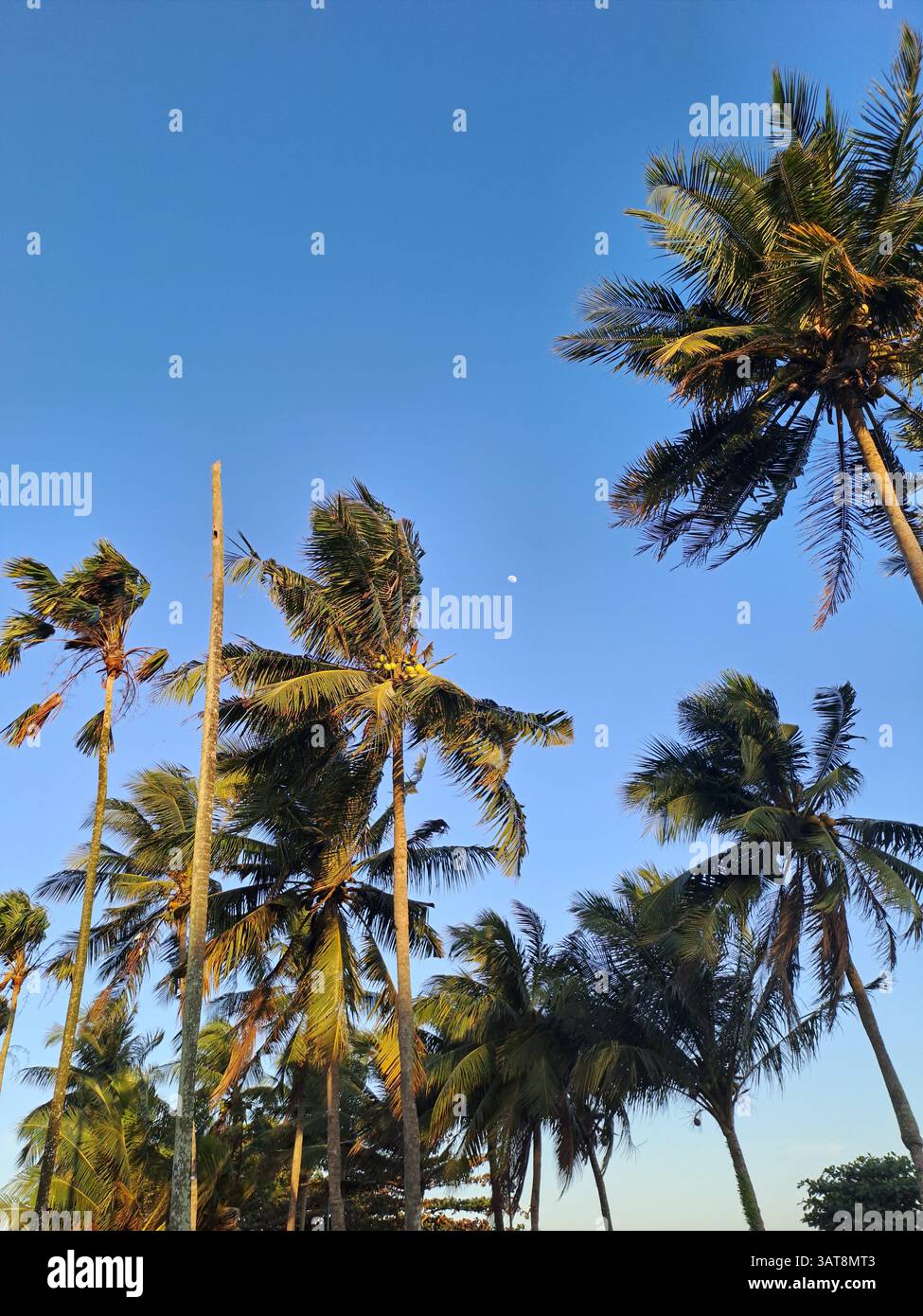 Idyllic tropical scene featuring tall coconut palm trees swaying in the breeze beneath a vibrant blue sky. The soft golden hour sunlight. - Smartphone Captured Stock Image