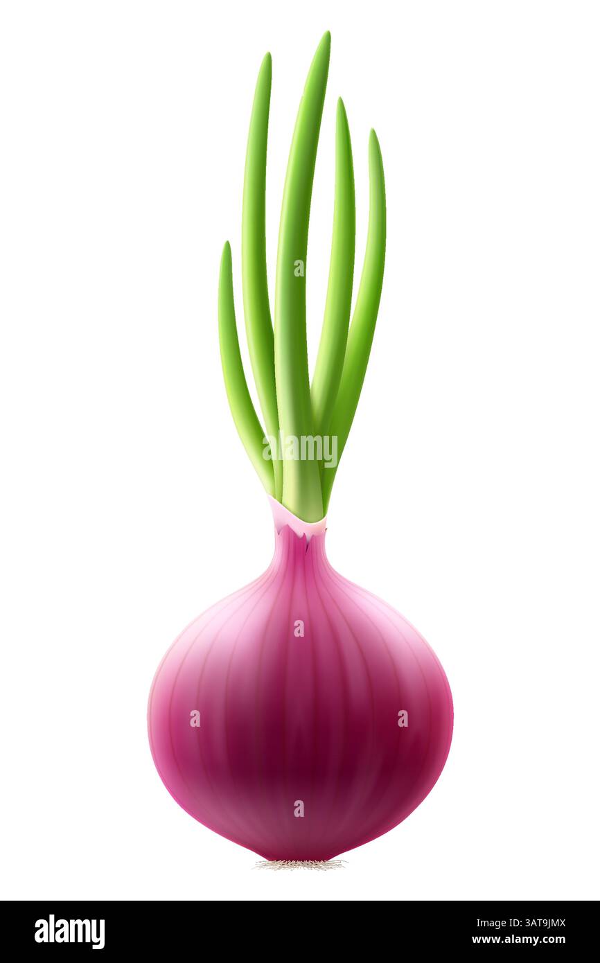 Feather onion vector vectors hi-res stock photography and images - Alamy