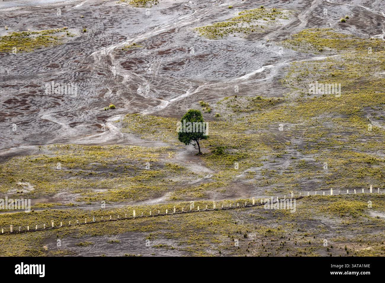 Aerial view of a Lone tree, Bromo Tengger Semeru National Park, East Java, Indonesia Stock Photo