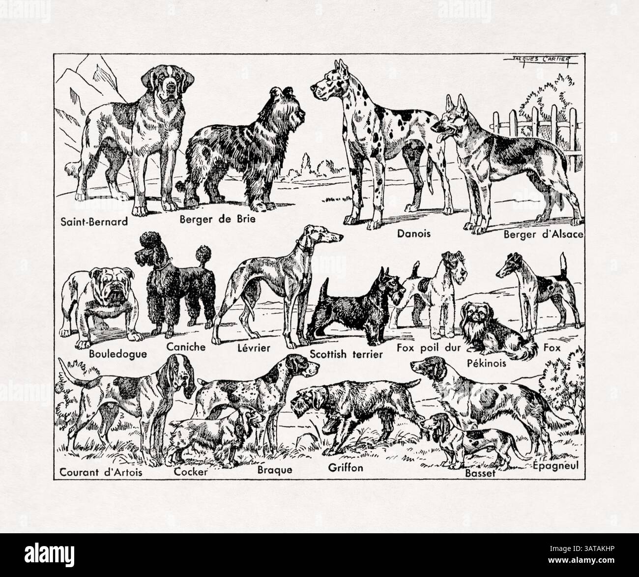 French dog illustration hi-res stock photography and images - Alamy